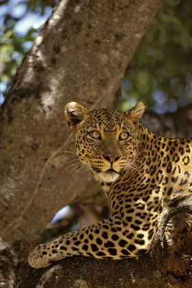 Picture of KENYA, MASAI MARA LEOPARD LOUNGES IN A FIG TREE