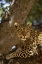 Picture of KENYA, MASAI MARA LEOPARD LOUNGES IN A FIG TREE