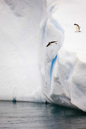 Picture of ANTARCTICA ADELIE PENGUIN DIVING OFF AN ICEBERG