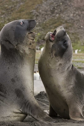 Picture of ANTARCTICA, ST ANDREWS SOUTHERN ELEPHANT SEALS