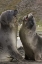 Picture of ANTARCTICA, ST ANDREWS SOUTHERN ELEPHANT SEALS