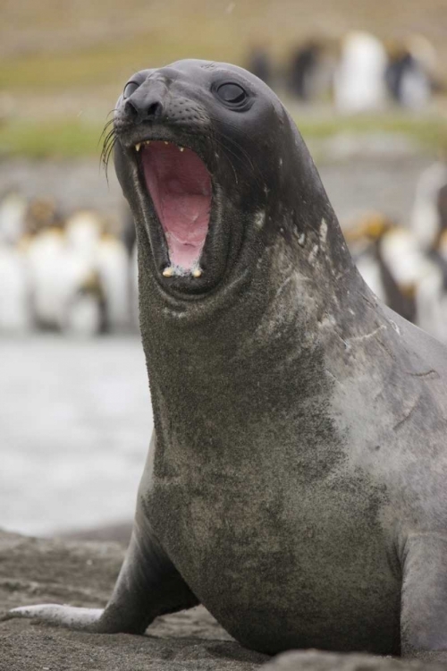 Picture of ANTARCTICA A THREATENING SOUTHERN ELEPHANT SEAL