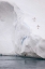 Picture of ANTARCTICA ADELIE PENGUIN DIVING OFF AN ICEBERG