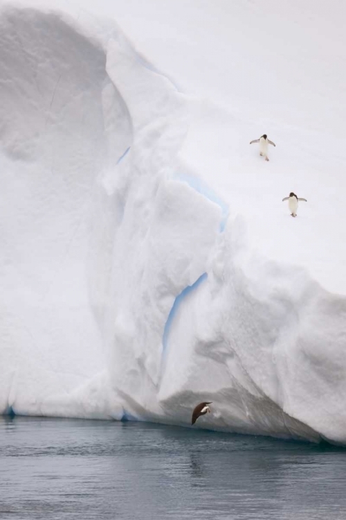 Picture of ANTARCTICA ADELIE PENGUIN DIVING OFF AN ICEBERG