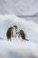 Picture of ANTARCTICA, NEKO HARBOR GENTOO PENGUINS QUABBLE