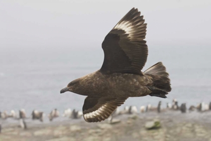 Picture of ANTARCTICA, BROWN SKUA SOARS OVER PENGUIN COLONY