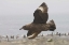 Picture of ANTARCTICA, BROWN SKUA SOARS OVER PENGUIN COLONY