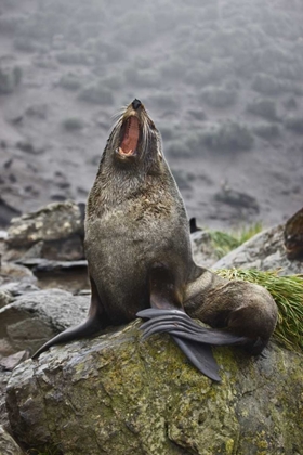 Picture of ANTARCTICA, ELSEHUL BAY ANTARCTIC FUR SEAL YAWNS