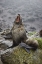 Picture of ANTARCTICA, ELSEHUL BAY ANTARCTIC FUR SEAL YAWNS