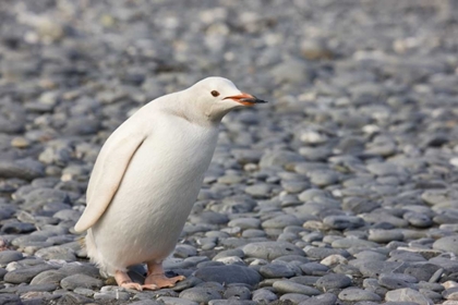 Picture of ANTARCTICA, SALISBURY PLAIN WHITE GENTOO PENGUIN