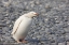 Picture of ANTARCTICA, SALISBURY PLAIN WHITE GENTOO PENGUIN