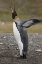 Picture of ANTARCTICA, SALISBURY PLAIN KING PENGUIN TRUMPTS