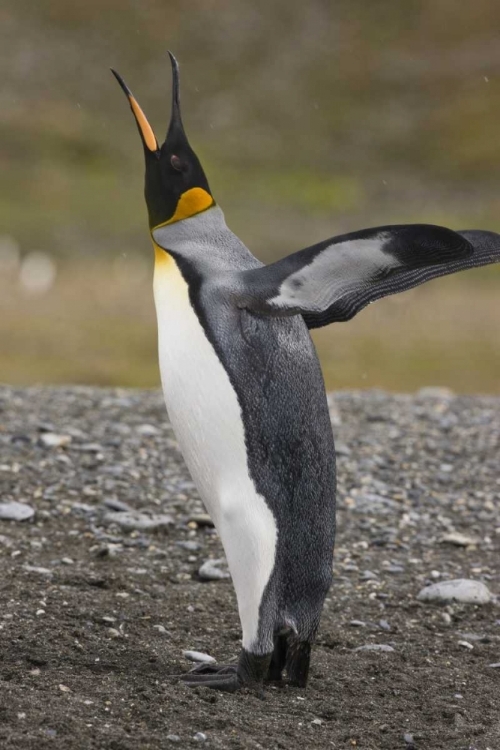 Picture of ANTARCTICA, SALISBURY PLAIN KING PENGUIN TRUMPTS