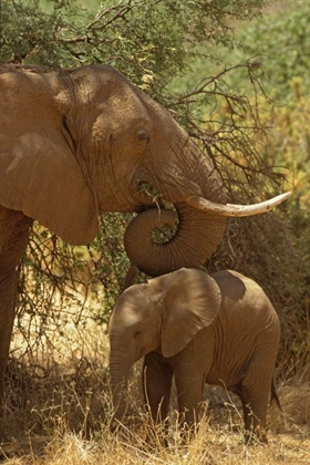 Picture of KENYA, SAMBURU NP AFRICAN ELEPHANT WITH HER BABY