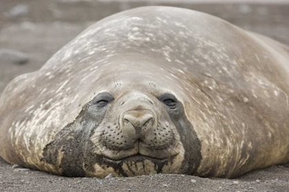 Picture of ANTARCTICA, LIVINGSTON IS SOUTHERN ELEPHANT SEAL