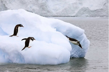 Picture of ANTARCTICA, NEKO HARBOR ONE GENTOO PENGUIN LEAPS