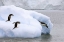 Picture of ANTARCTICA, NEKO HARBOR ONE GENTOO PENGUIN LEAPS