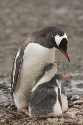 Picture of ANTARCTICA, AITCHO ISL GENTOO PENGUIN AND CHICKS