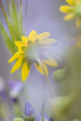 Picture of CLOSE-UP OF WILDFLOWERS