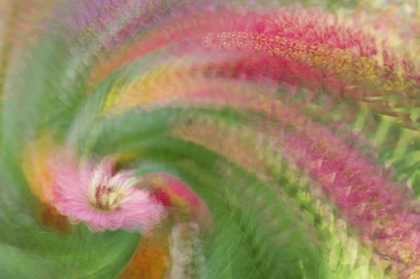 Picture of ABSTRACT SWIRL OF PINK FLOWER