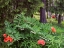 Picture of CANADA, NEW BRUNSWICK WILDFLOWERS