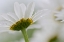 Picture of CANADA, NEW BRUNSWICK DAISY FLOWER