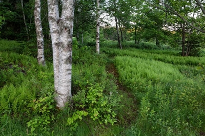 Picture of CANADA, NEW BRUNSWICK FOREST SCENIC