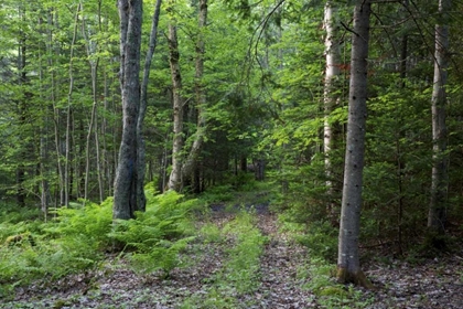 Picture of CANADA, NEW BRUNSWICK FOREST SCENIC