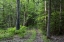 Picture of CANADA, NEW BRUNSWICK FOREST SCENIC