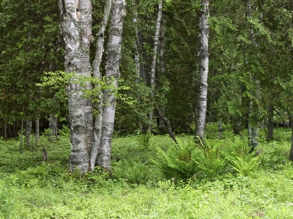 Picture of CANADA, NEW BRUNSWICK FOREST SCENIC