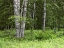 Picture of CANADA, NEW BRUNSWICK FOREST SCENIC