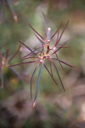 Picture of CALIFORNIA, JOSHUA TREE NP BEETLE SPURGE FLOWERS