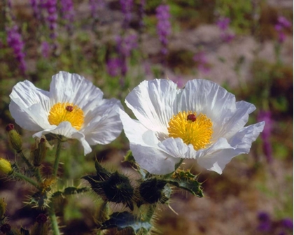 Picture of CALIFORNIA, JOSHUA TREE NP PRICKLY POPPY FLOWERS