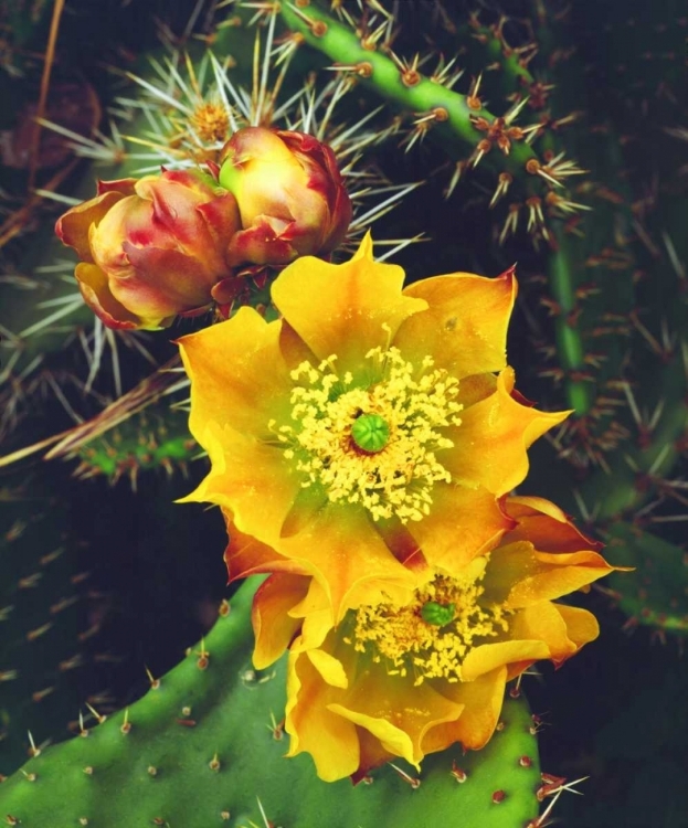 Picture of CALIFORNIA, LAKESIDE, PRICKLY PEAR CACTUS FLOWERS