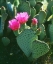 Picture of CALIFORNIA, ANZA-BORREGO DESERT BEAVERTAIL CACTI