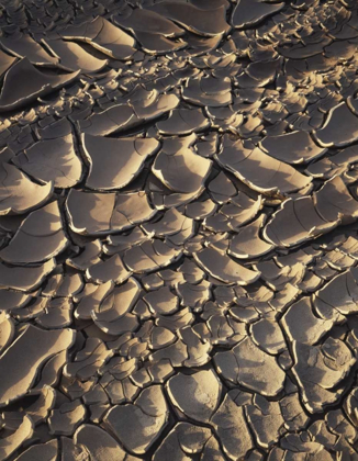 Picture of CALIFORNIA, ANZA-BORREGO PATTERNS OF CRACKED MUD