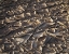 Picture of CALIFORNIA, ANZA-BORREGO PATTERNS OF CRACKED MUD