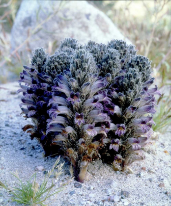 Picture of CALIFORNIA, ANZA-BORREGO SPIKE BROOMRAPE FLOWERS