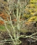 Picture of MAINE, ACADIA NP LICHEN-COVERED TREE BY A STREAM