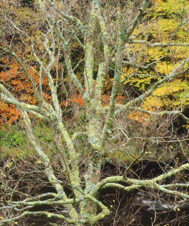 Picture of MAINE, ACADIA NP LICHEN-COVERED TREE BY A STREAM