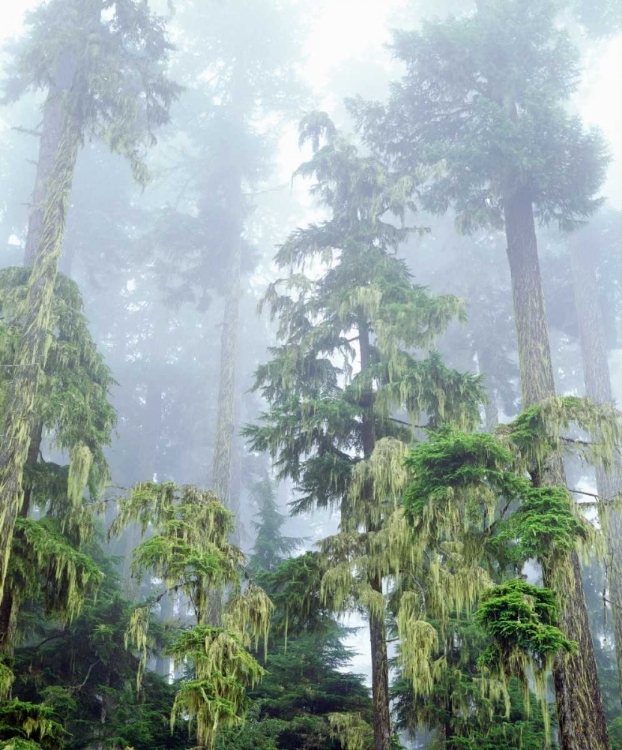 Picture of OR, OLD-GROWTH DOUGLAS FIR TREE IN THE RAINFOREST