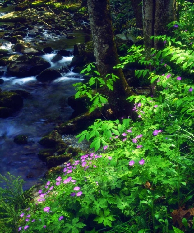 Picture of TN, FLOWERS ALONG A STREAM IN THE GREAT SMOKY MTS