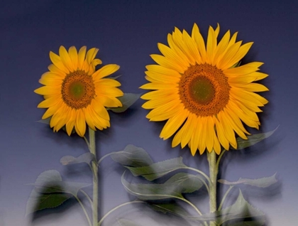 Picture of CA, HYBRID SUNFLOWERS BLOWING IN THE WIND AT DUSK