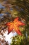 Picture of CA, SAN DIEGO, FALLING LEAF FROM A TREE IN AUTUMN