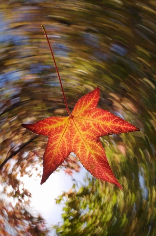 Picture of CA, SAN DIEGO, FALLING LEAF FROM A TREE IN AUTUMN