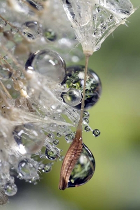 Picture of CA, SAN DIEGO, WATER DROPLETS ON A DANDELION SEED