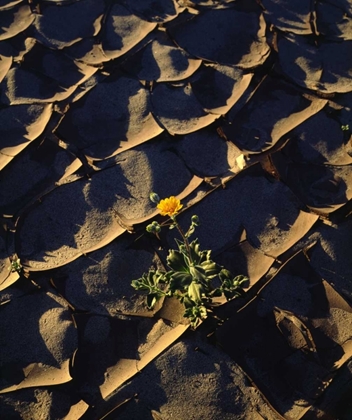 Picture of CA, ANZA-BORREGO DESERT SUNFLOWER IN CRACKED MUD