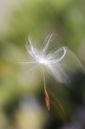 Picture of CA, SAN DIEGO, DANDELION SEED BLOWING IN THE WIND