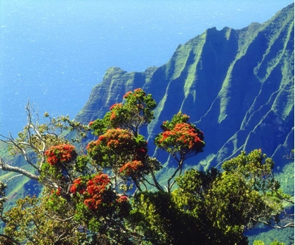 Picture of HI, KAUAI FLOWERING TREE ABOVE THE NA PALI COAST