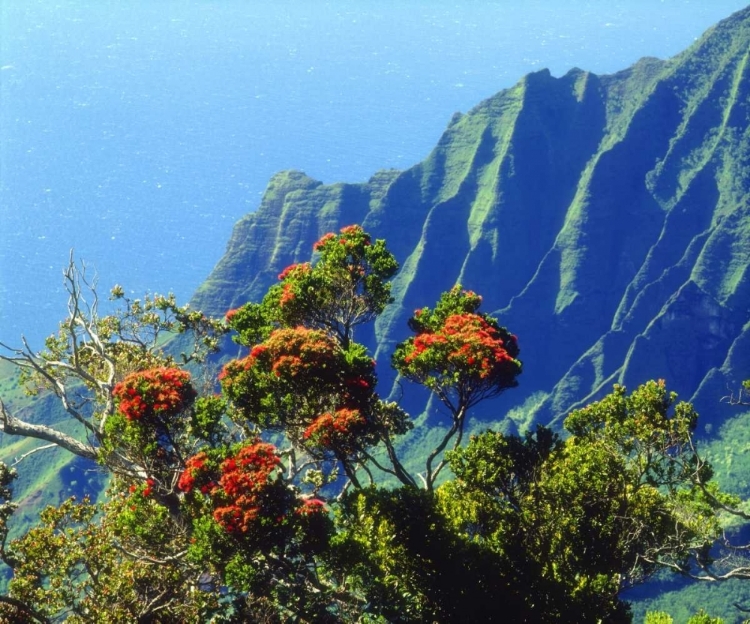 Picture of HI, KAUAI FLOWERING TREE ABOVE THE NA PALI COAST